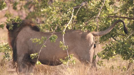 Löwe-Versteckt-Sich-Im-Schatten-Von-Ästen-In-Der-Hitze-Der-Afrikanischen-Savanne