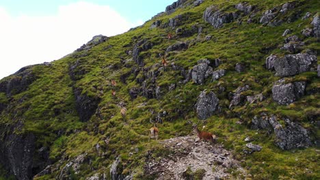 Aerial-view-of-Red-Deer-Herd-walking-along-cliffs-of-a-beautiful-valley-in-the-Scottish-Highlands