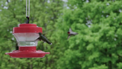 Dos-Colibríes-Vuelan-Bajo-La-Lluvia,-Aterrizan-En-El-Alimentador-En-Cámara-Lenta