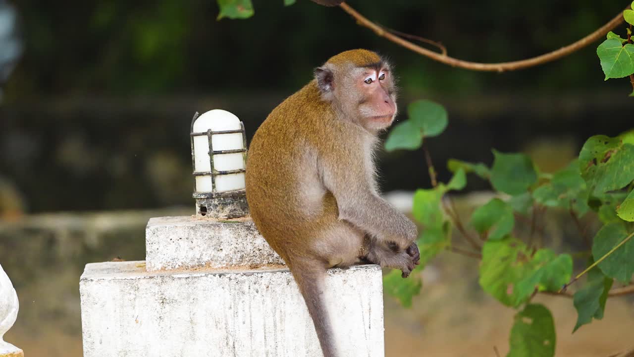 el mono se sienta e interactúa con el humano que pasa