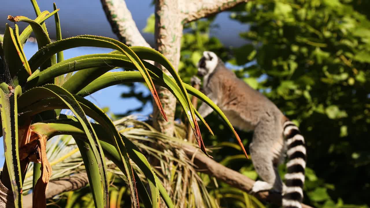 un lémur trepando a un árbol en el zoológico de melbourne