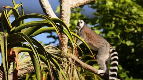 lemur climbing a tree at melbourne zoo