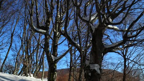 lots of snow in the woods with the golden sun behind the trees and a big snowy beech