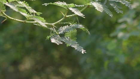 a hand-held close-up shot of an acacia tree branch, commonly known as babul tree in india, while it sways in wind during a sunny day