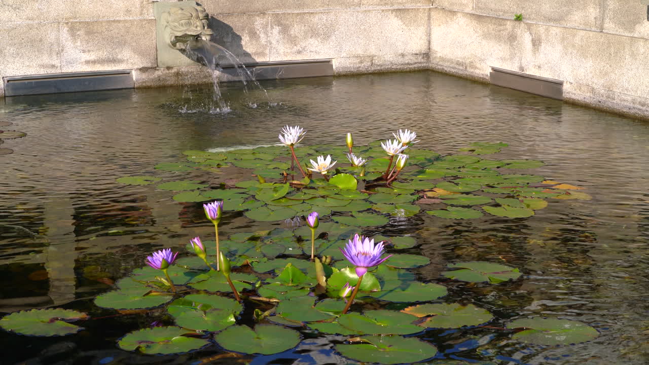fuente de cabeza de dragón y flor de loto que florece en un templo chino