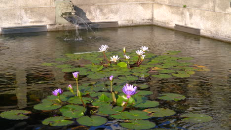 Dragon-head-fountain-and-lotus-flower-blooming-in-a-Chinese-temple