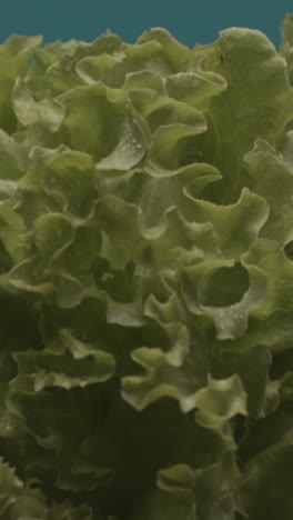 close-up of fresh, wet lettuce