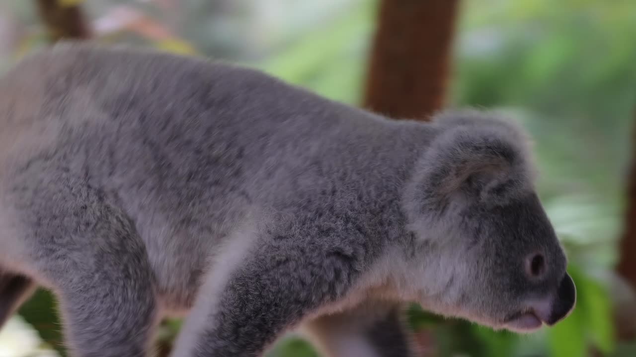 A koala moves gracefully along a branch surrounded by lush green leaves.