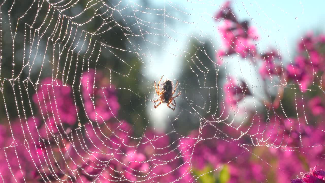 핑크색 꽃 사이에서 이슬로 인 웹에 있는 거미