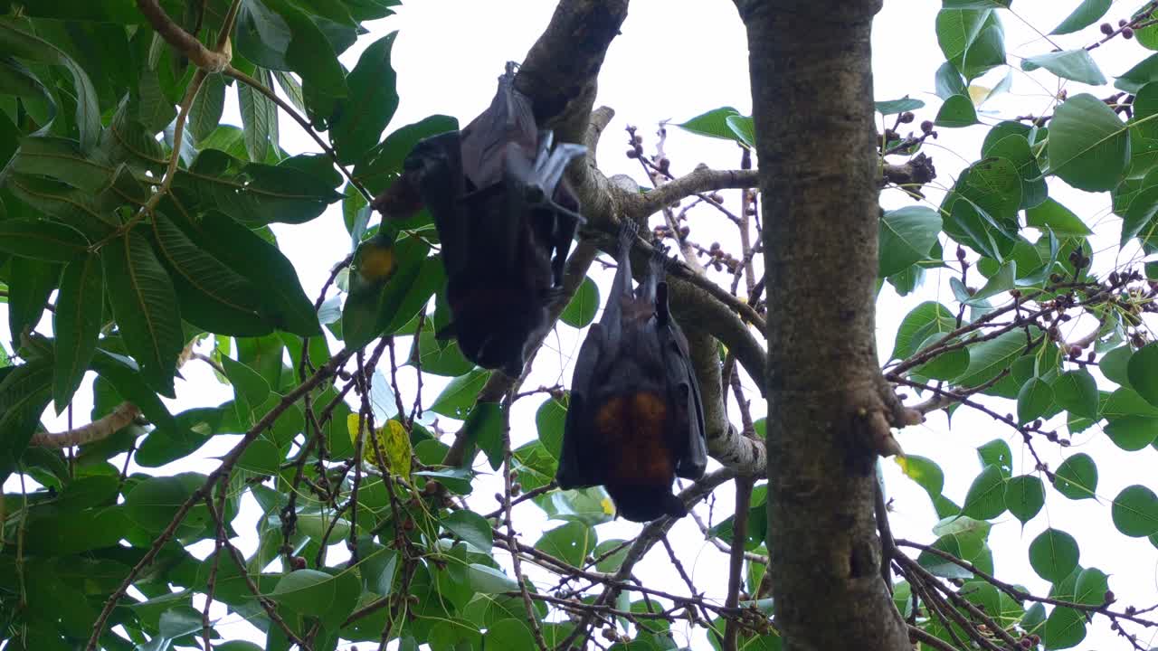 Wild Black Flying-fox (Pteropus alecto) and Red flying-fox (Pteropus scapulatus) hanging upside down from a tree branch, scratching its fur and wings, close up shot.