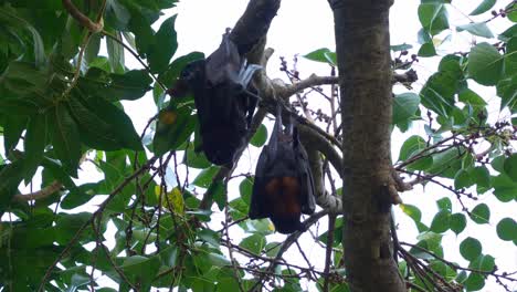wild black flying-fox (pteropus alecto) and red flying-fox (pteropus scapulatus) hanging upside down from a tree branch, scratching its fur and wings, close up shot.