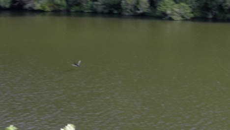 a tracking shot of a pied shag flying low over a lake with twigs in it's mouth