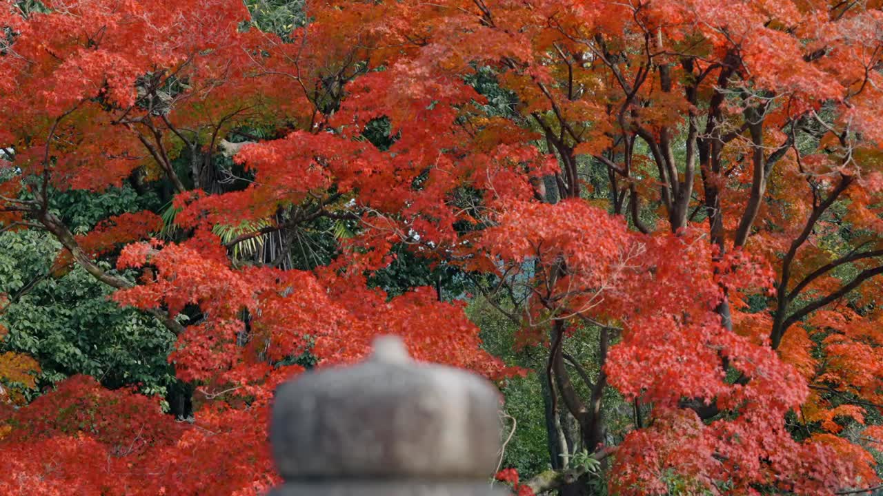 A stunning display of red maple trees in Kyoto, Japan, during the peak of autumn.