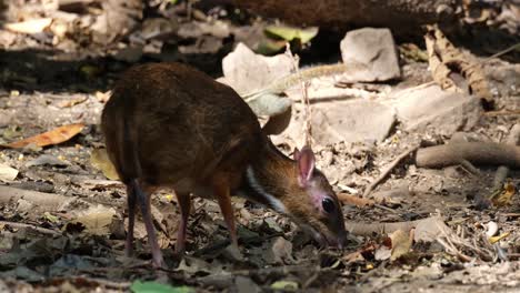 seen from behind feeding and a squirrel joins, lesser mouse-deer tragulus kanchil, thailand