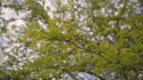 Trees-and-leaves-moving-in-cloudy-weather,-slow-motion