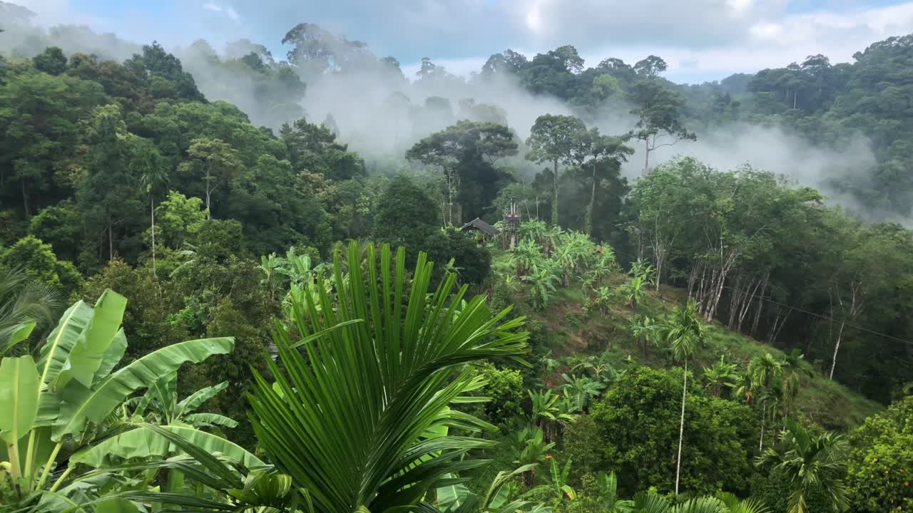 paisaje de bosque tropical con niebla