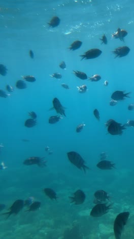 a view of a group of fishes under the sea, close up shot