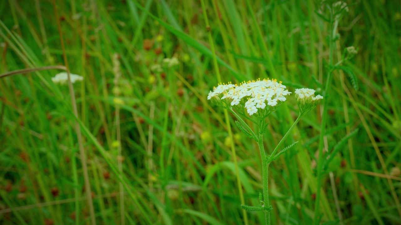 Zarte Wildblumen, die in hohem Gras entlang der Donau-Uferwiese blühen