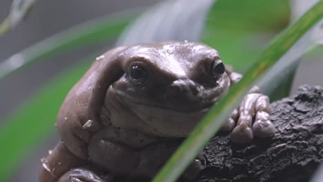 white tree frog perched on the tree branch stares at the camera