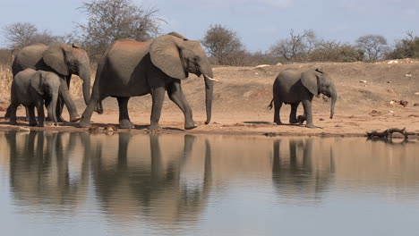 a herd of african elephants of all generations arriving together at a waterhole