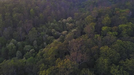 denso bosque australiano de eucaliptos y árboles de goma en la hora azul