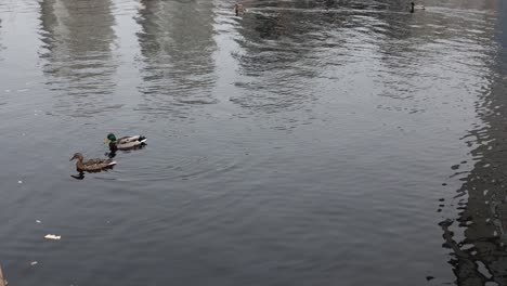 ducks swimming in a city waterway