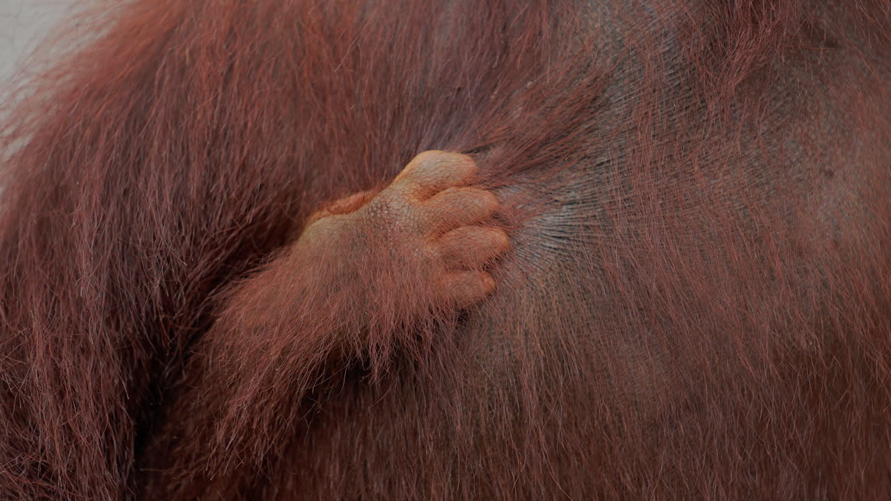 Orangutan's Hand