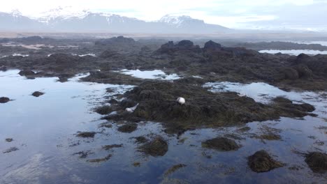vida salvaje de animales árticos - foca descansando sobre musgo, disparo de drones