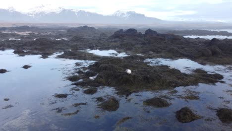 arctic animal wild life - seal resting on moss, drone shot