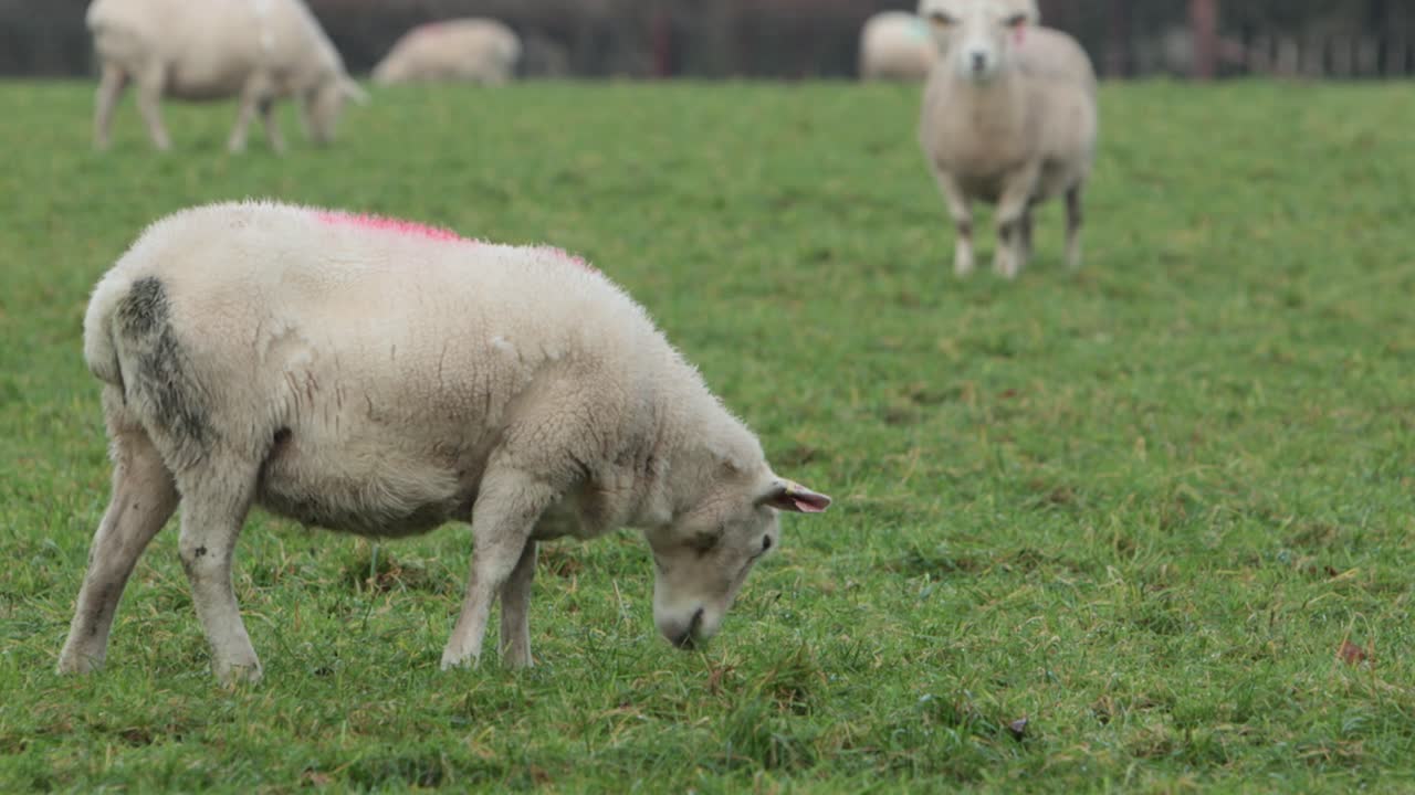 Pecore al pascolo su erba folta. Inverno. Staffordshire. Regno Unito