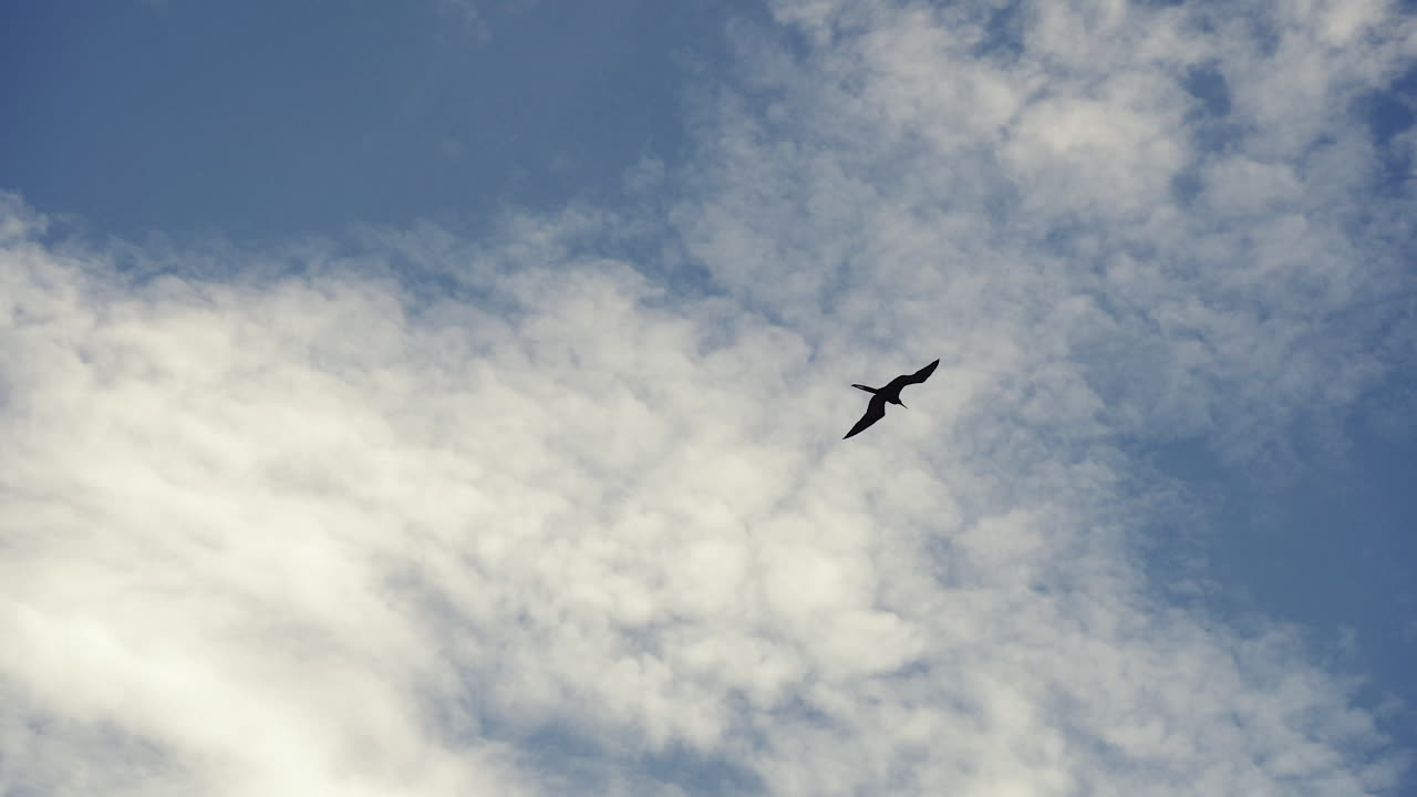 Fregatfugl svæver i skyerne, blå himmel