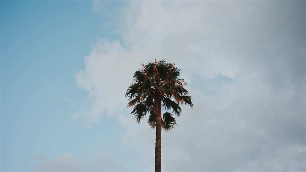Palm tree against a partly cloudy sky, centered in the frame