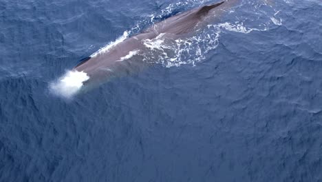 imágenes extremadamente raras de un cachalote brotando del sur de california cerca de dana point california