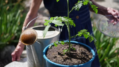 A-woman-gardener-potting-and-watering-an-organic-tomato-plant-for-her-vegetable-garden-in-slow-motion