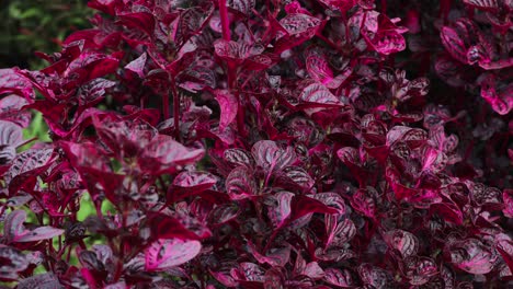 red purple basil plants  leaves