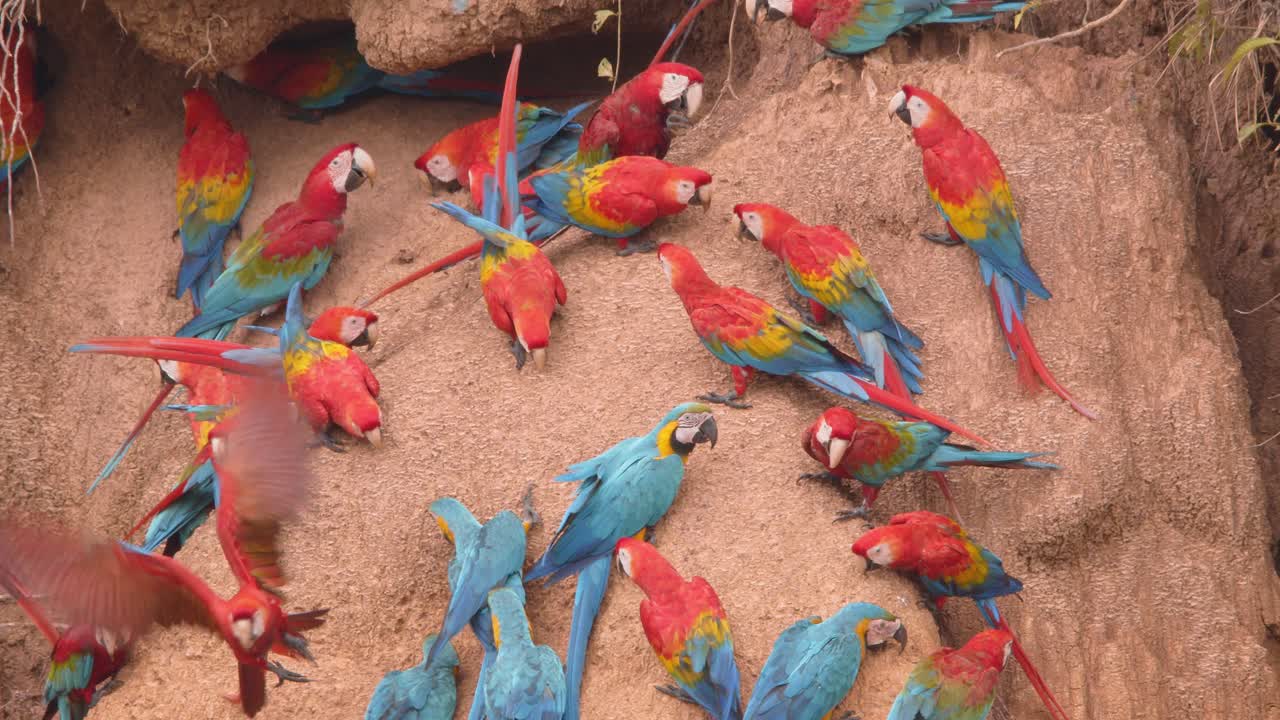 Stormo di are scarlatte e are giallo-blu si radunano alla leccata d'argilla di Chuncho su una sponda fluviale esposta, Riserva Nazionale di Tambopata.