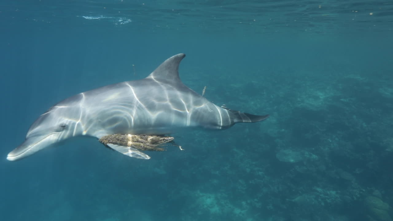 delfines nadando juntos en el arrecife de coral del mar rojo de egipto