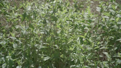 a plant growing in a field of tall grass