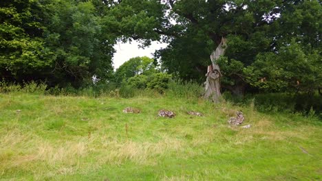 drone-shot-entering-green-field-woodland-next-to-dead-tree