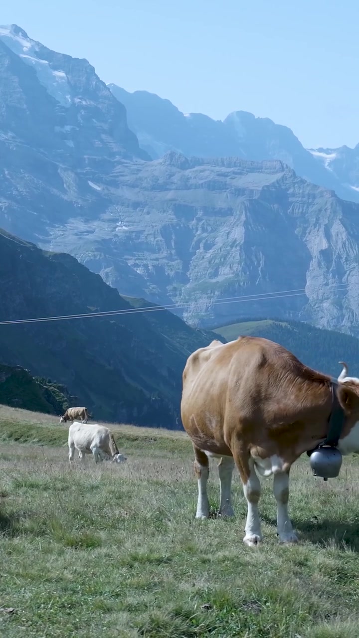 Mucche al pascolo su prato alpino con montagne sullo sfondo