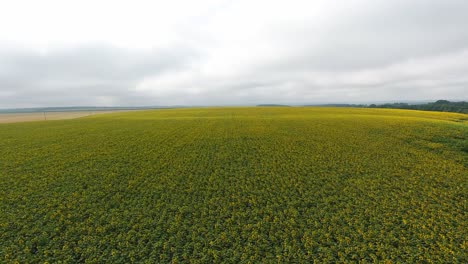 aerial view of sunflowers field