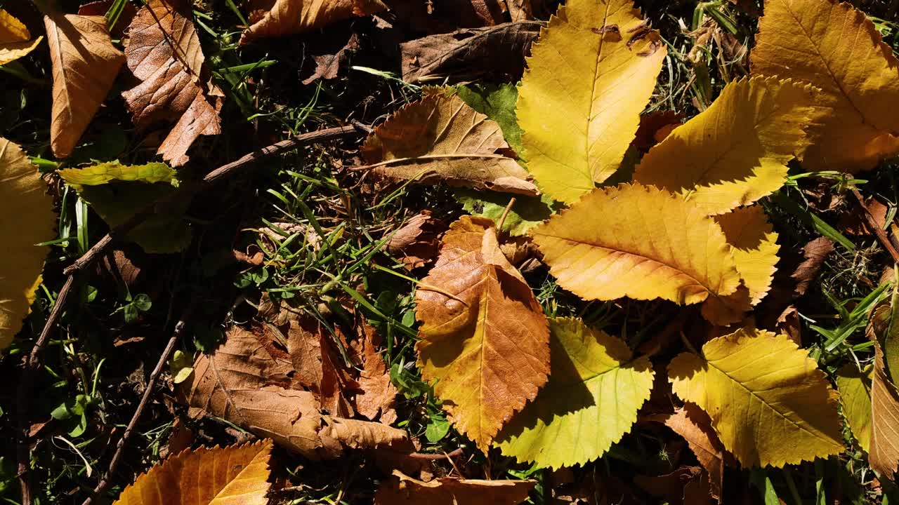 желтые и коричневые листья на траве в мельбурне