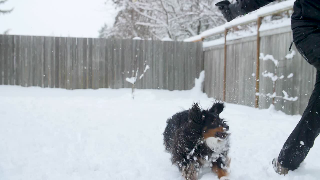 그의 인간과 함께 눈 속에서 뛰고 노는 개