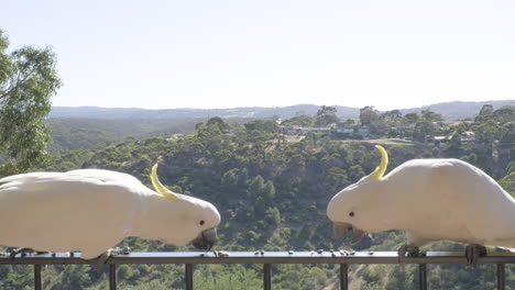 Toma-Deslizante-De-Cacatúas-Sentadas-Y-Volando-Alrededor-De-Un-Balcón-En-El-Sur-De-Australia