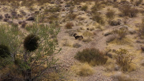 Bighorn-sheep-resting-in-sand-dry-arid-desert-landscape,-Nevada-valley-of-fire-usa