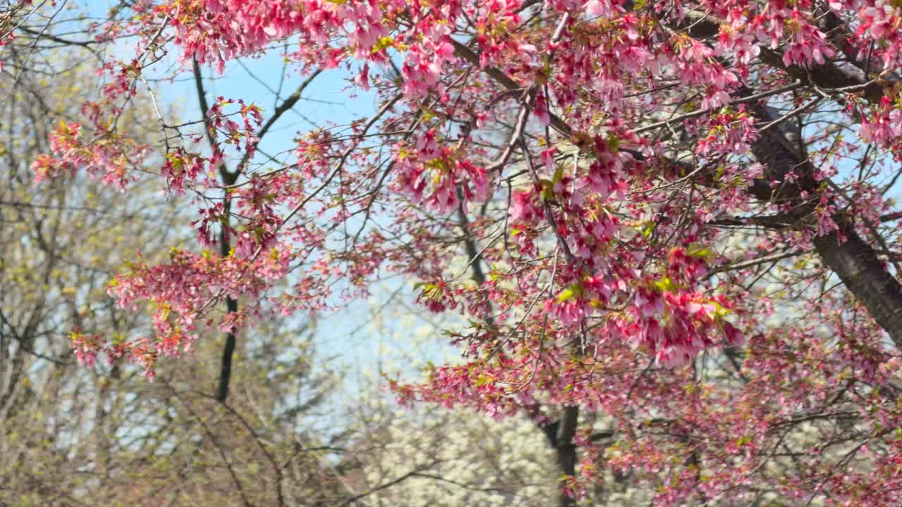 High angle drone shot of beautiful pink flowering trees in full bloom during a bright spring day in a public park