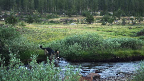 german shepherd dog enjoying a day out crossing the stream in yosemite national park, locked off shot with the dog walking towards the camera