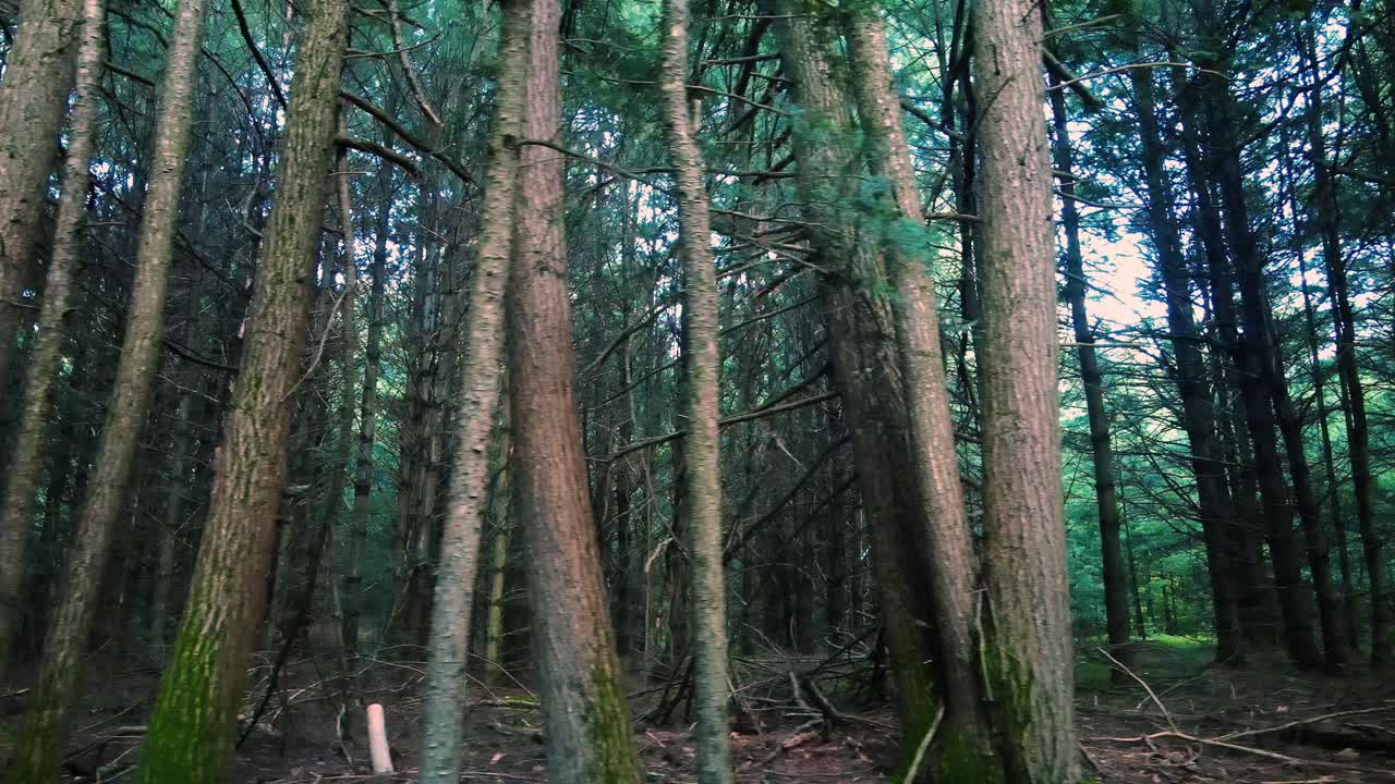 hermosa luz dorada durante una puesta de sol de verano en un bosque mágico