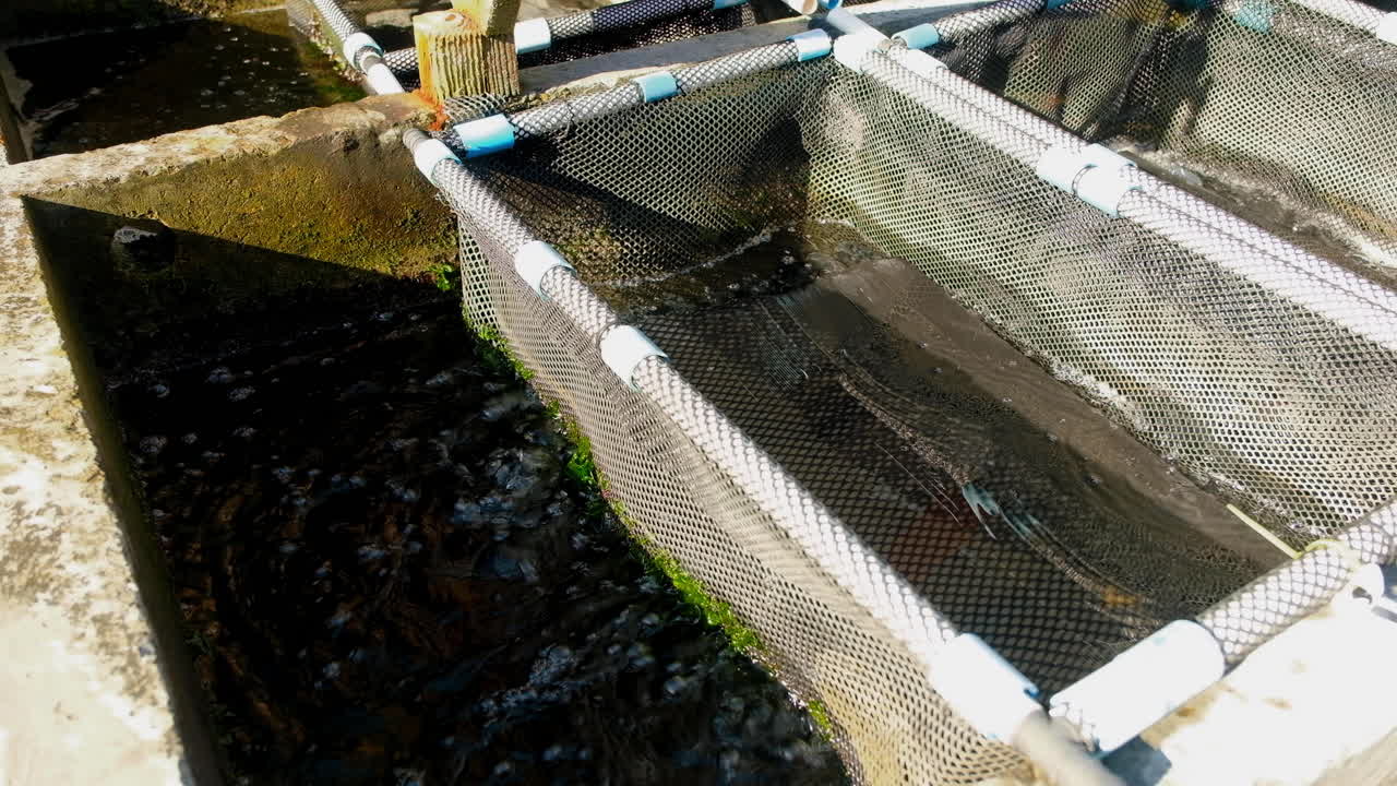 공기 시멘트  ⁇ 크 주택 pvc abalone 바구니, 상업 수산 농업