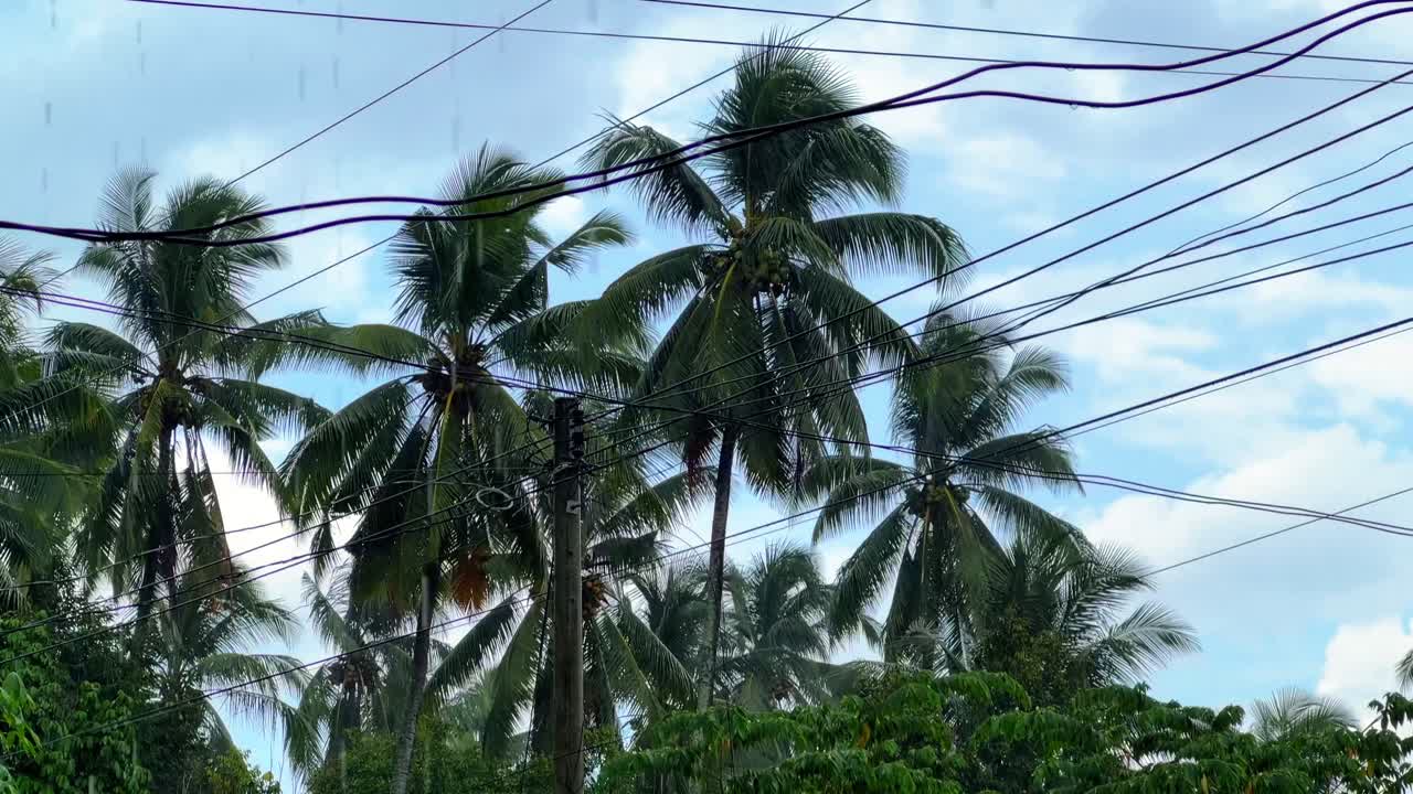 Coconut palm trees with tangled power lines during tropical rain. Ideal for climate, infrastructure, urban nature, and documentary storytelling